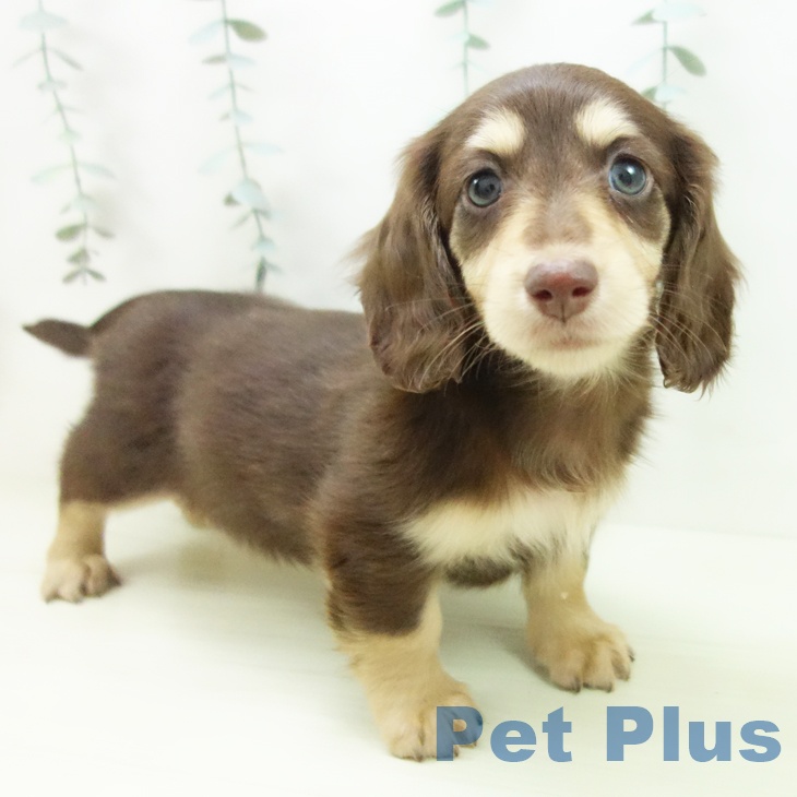 ミニチュア・ダックスフンド