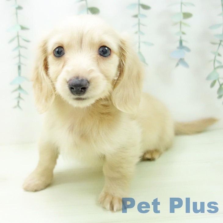 愛知県のミニチュアダックスフンド(ロング) (ペットプラス みなと店/2025年12月21日生まれ/男の子/イエロー)の子犬の1枚目の画像