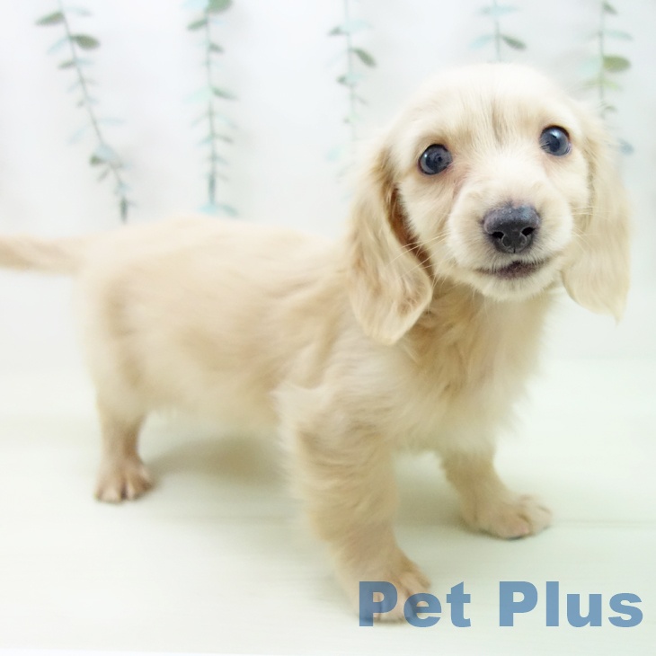 愛知県のミニチュアダックスフンド(ロング) (ペットプラス みなと店/2025年12月21日生まれ/男の子/イエロー)の子犬の2枚目の画像