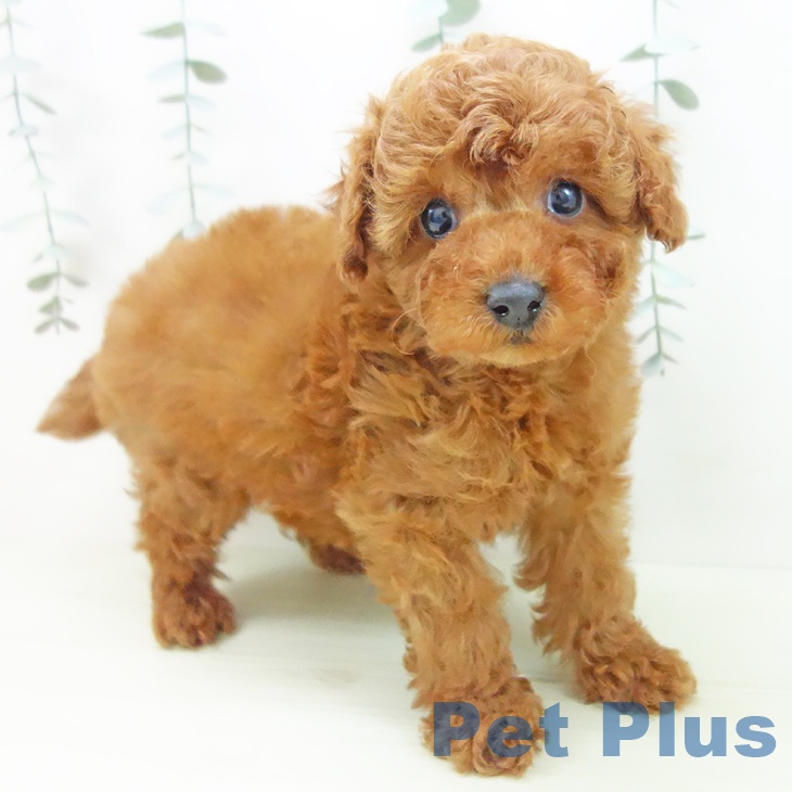 愛知県のトイプードル(トイ) (ペットプラス 岡崎店/2025年12月25日生まれ/男の子/レッド)の子犬の1枚目の画像