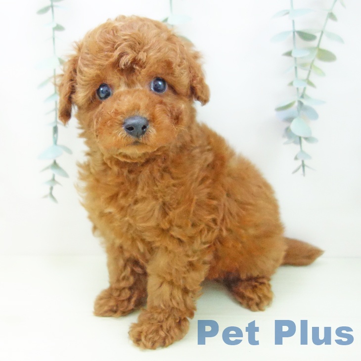 愛知県のトイプードル(トイ) (ペットプラス 岡崎店/2025年12月25日生まれ/男の子/レッド)の子犬の2枚目の画像