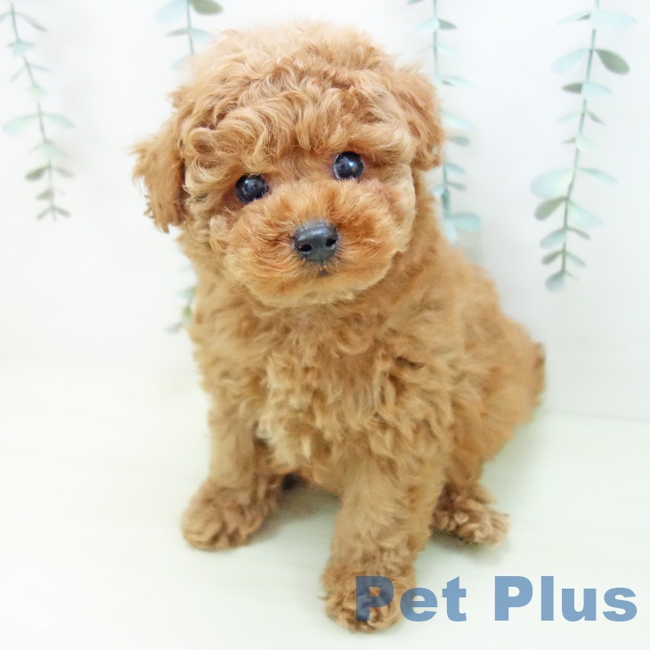 トイ・プードルの写真2