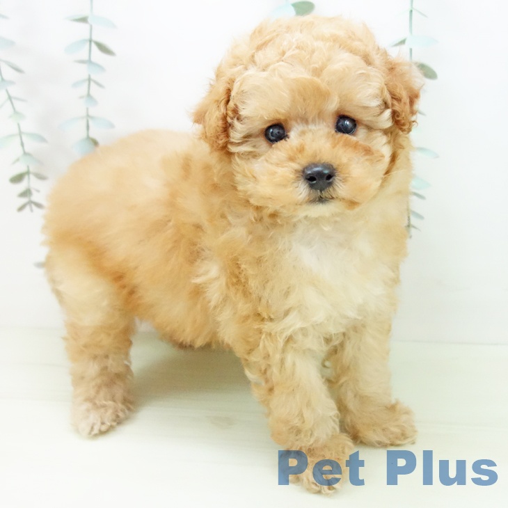 トイ・プードル