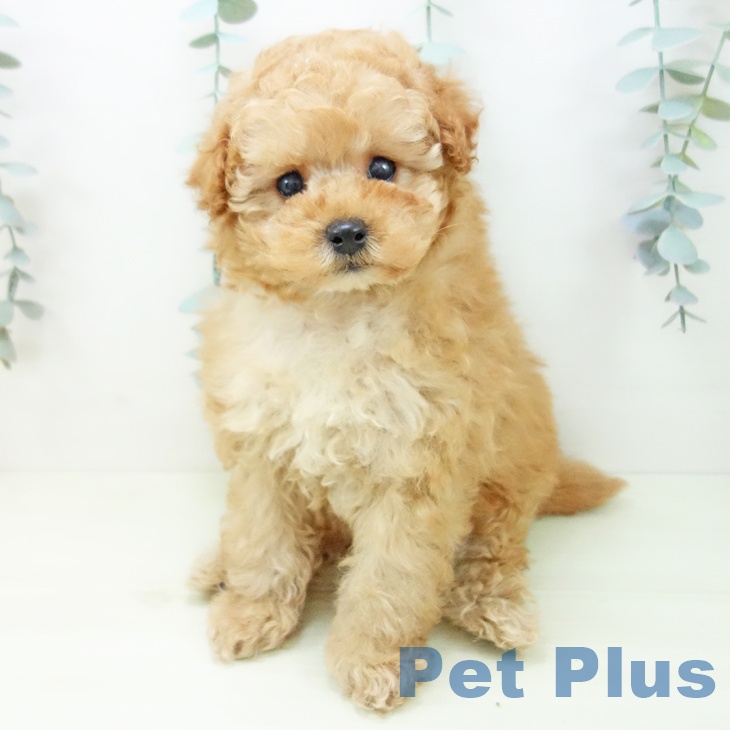 トイ・プードルの写真2