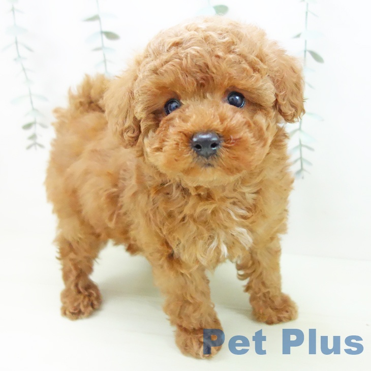 トイ・プードル