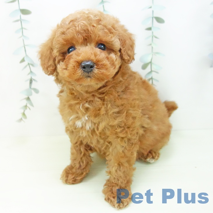 トイ・プードルの写真2