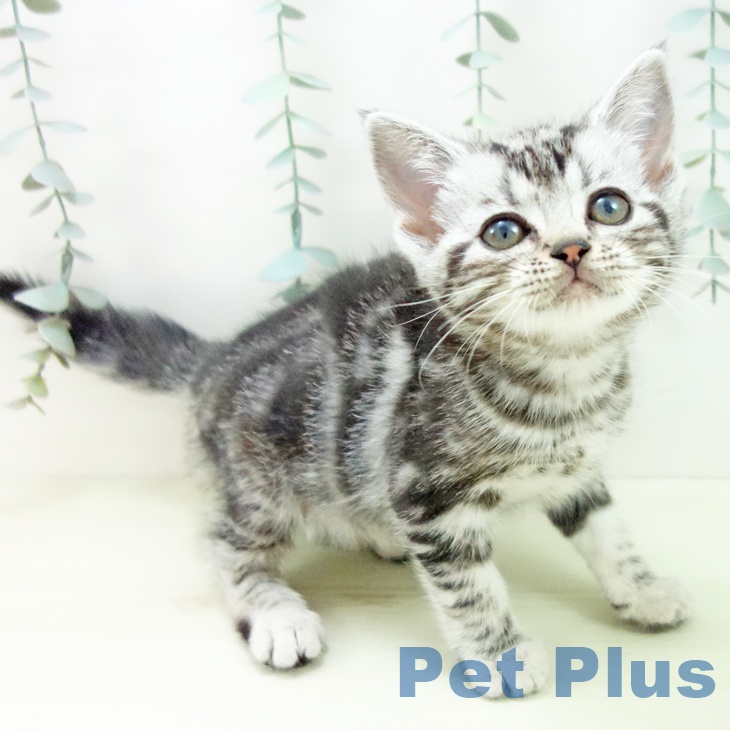 愛知県のアメリカンショートヘアー (ペットプラス mozoワンダーシティ店/2025年12月15日生まれ/女の子/シルバータビー)の子猫の1枚目の画像