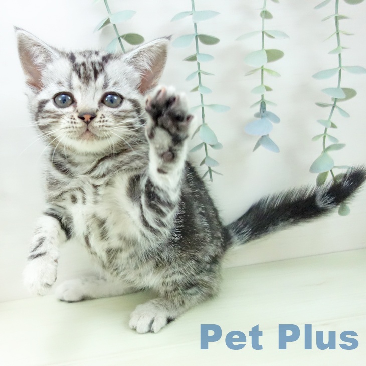 愛知県のアメリカンショートヘアー (ペットプラス mozoワンダーシティ店/2025年12月15日生まれ/女の子/シルバータビー)の子猫の2枚目の画像