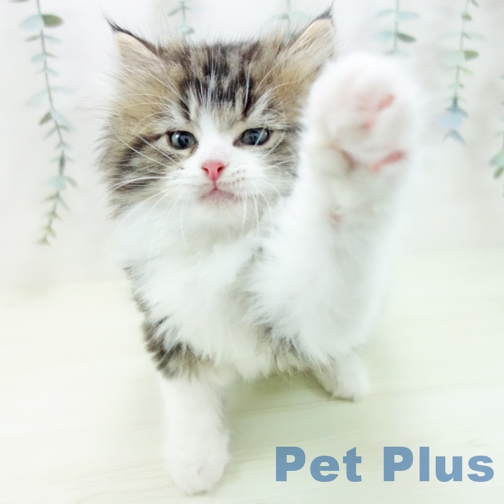 ラガマフィンの写真2