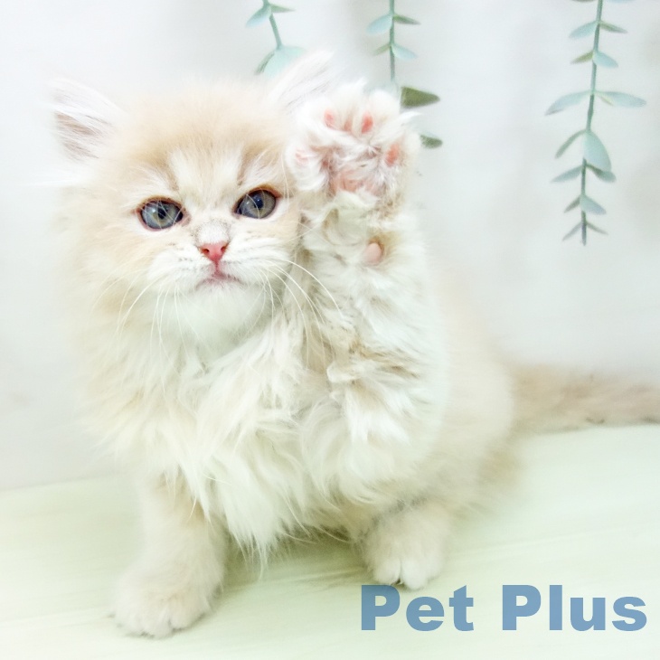 サイベリアンの写真2