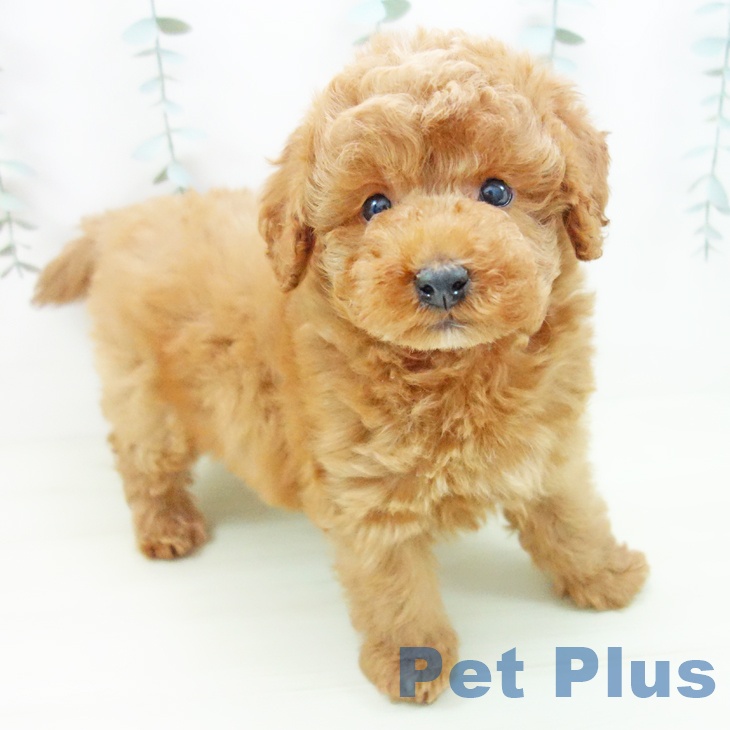 トイ・プードル