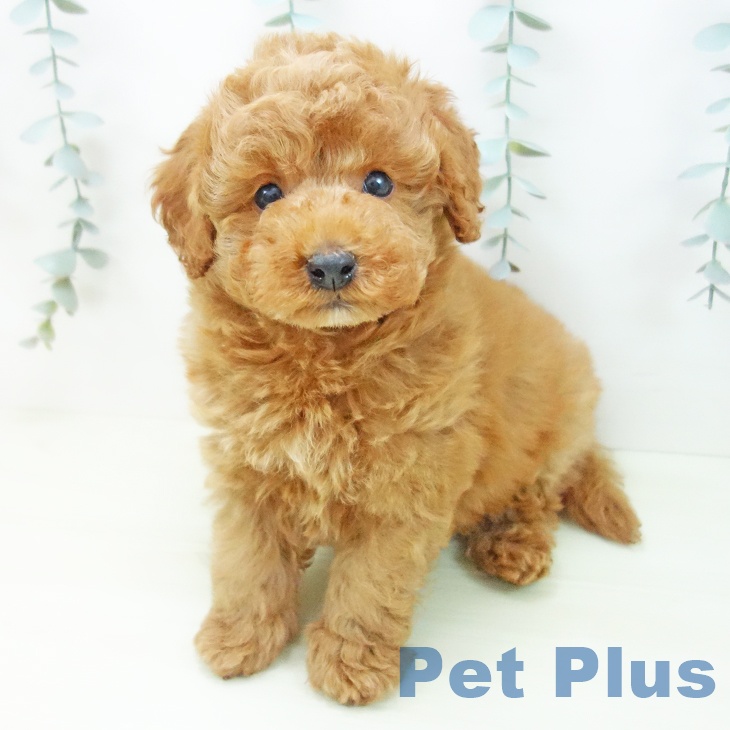 トイ・プードル