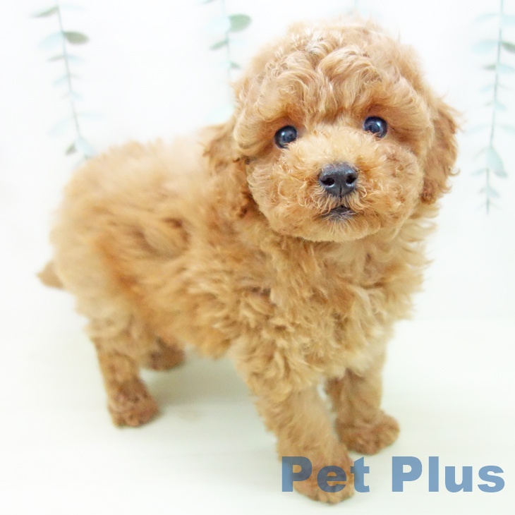 トイ・プードル