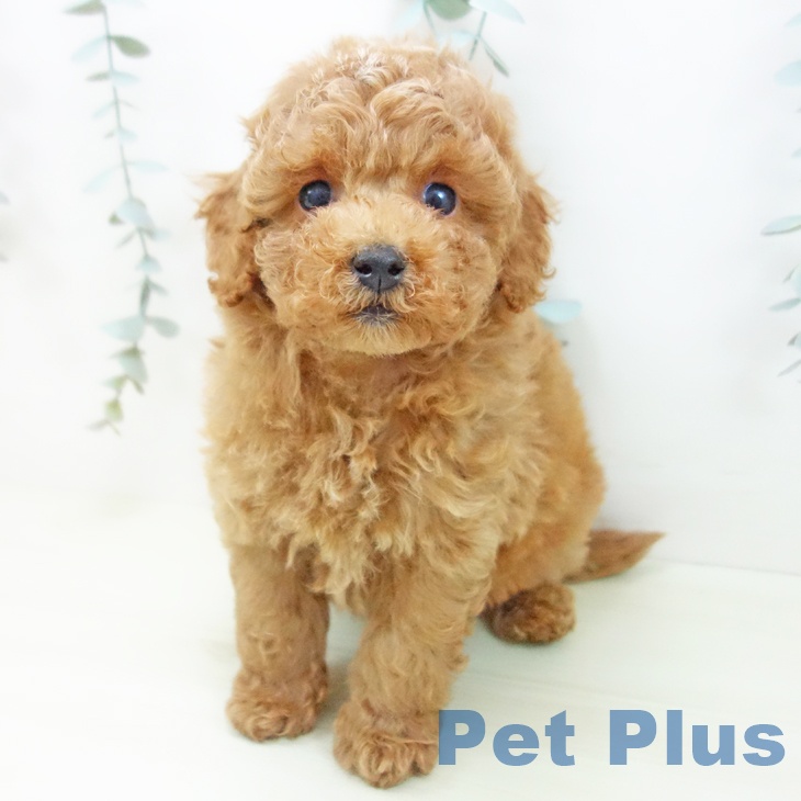 トイ・プードル