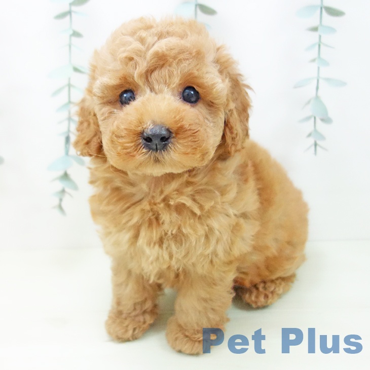 トイ・プードル