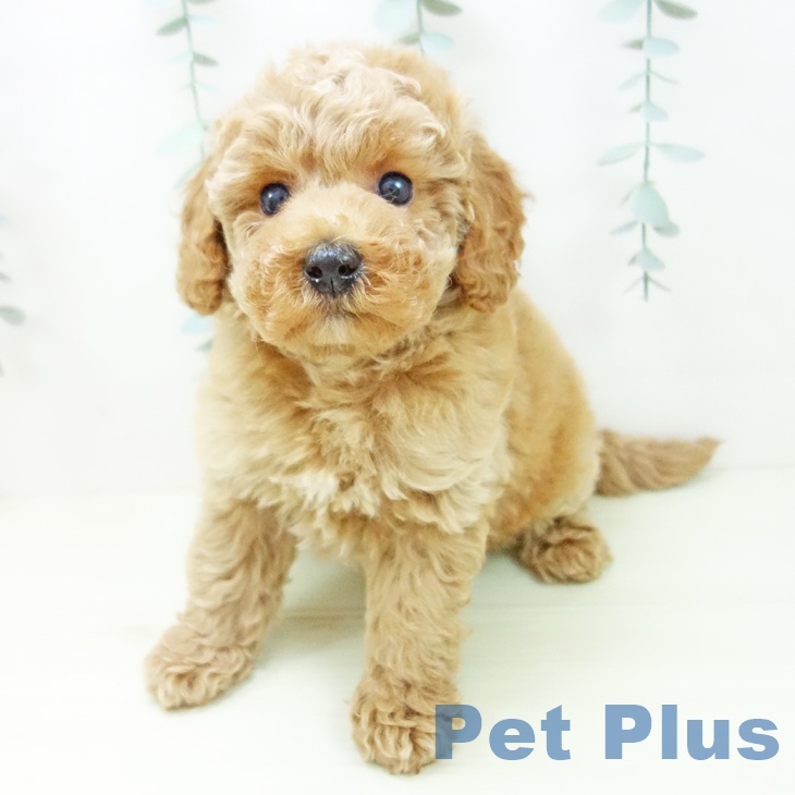 トイ・プードルの写真2