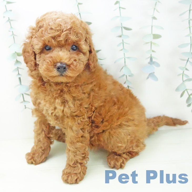 トイ・プードル