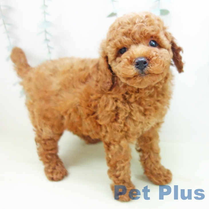 トイ・プードルの写真2