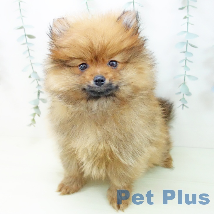 岐阜県のポメラニアン (ペットプラス 光ケ丘店/2025年12月25日生まれ/男の子/オレンジセーブル)の子犬の1枚目の画像