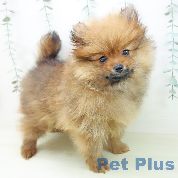 岐阜県のポメラニアン (ペットプラス 光ケ丘店/2025年12月25日生まれ/男の子/オレンジセーブル)の子犬の2枚目の画像
