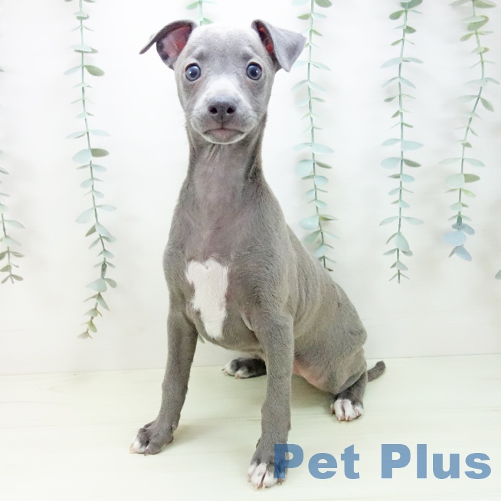 イタリアン・グレーハウンドの写真2