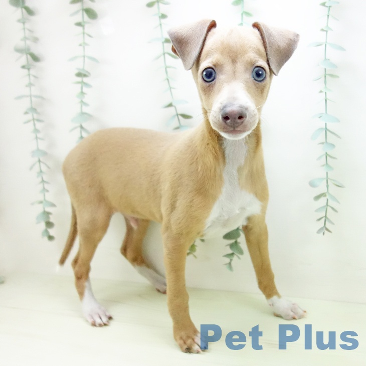 イタリアン・グレーハウンド