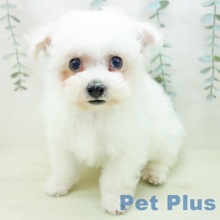 ビション・フリーゼ