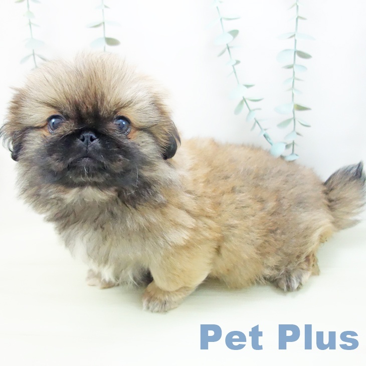 ペキニーズの写真2