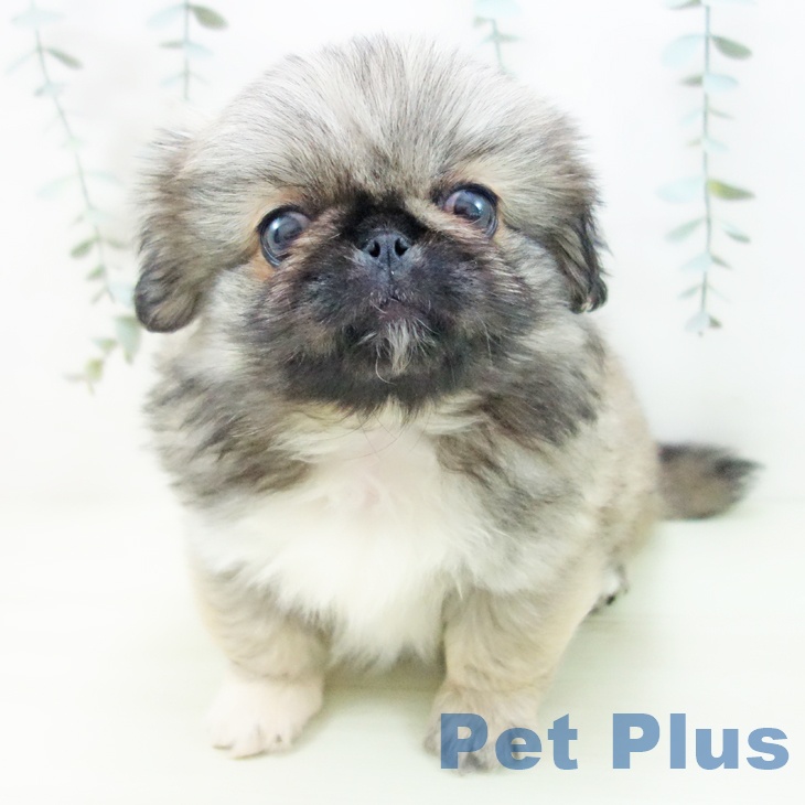 ペキニーズの写真2