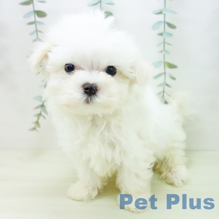 マルチーズの写真2