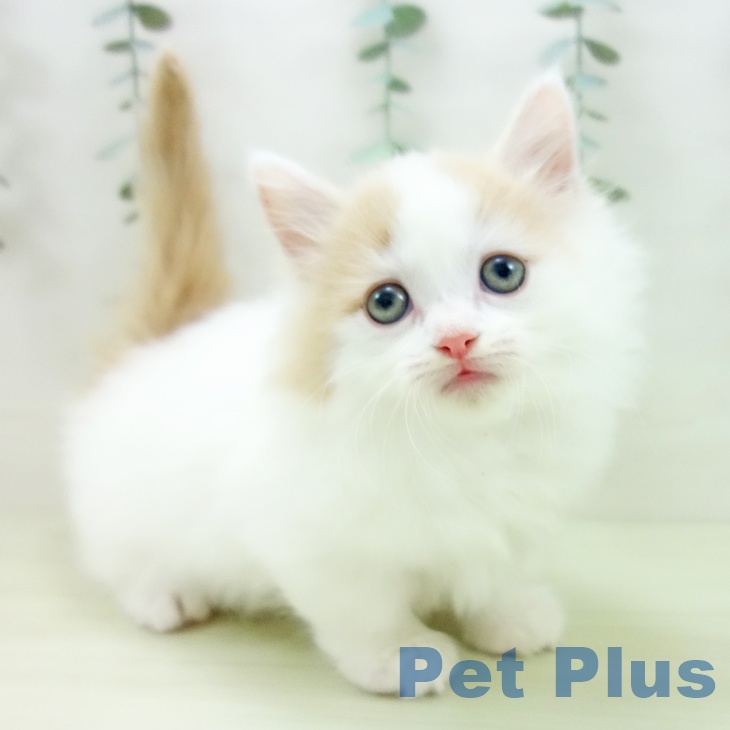 愛知県のマンチカン (ペットプラス 岡崎店/2025年12月25日生まれ/男の子/クリームタビーホワイト)の子猫の1枚目の画像