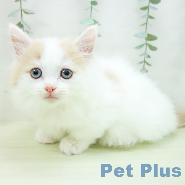 愛知県のマンチカン (ペットプラス 岡崎店/2025年12月25日生まれ/男の子/クリームタビーホワイト)の子猫の2枚目の画像