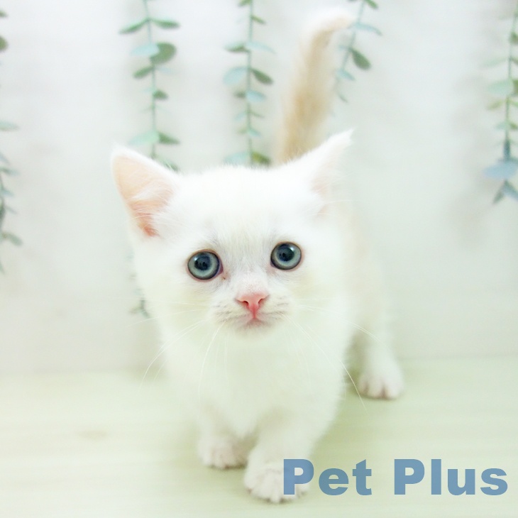 マンチカンの写真2