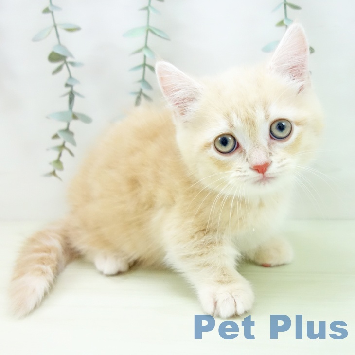 マンチカンの写真2