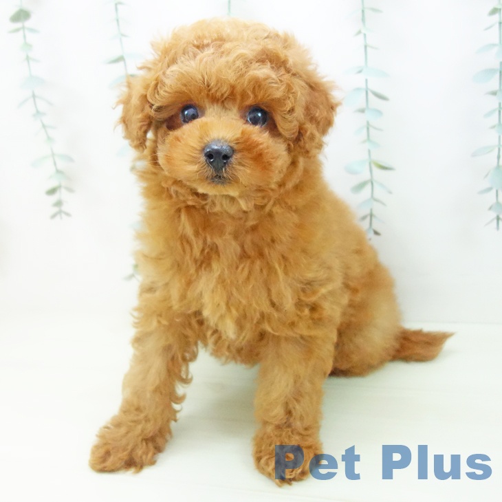 トイ・プードルの写真2