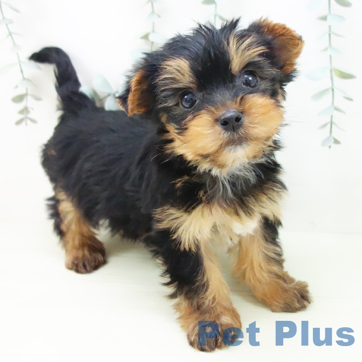 ヨークシャー・テリア