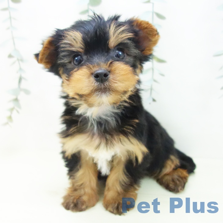 ヨークシャー・テリアの写真2