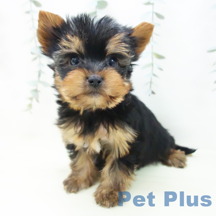 ヨークシャー・テリア