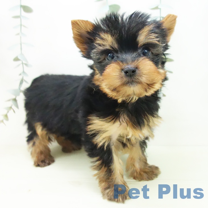 ヨークシャー・テリア