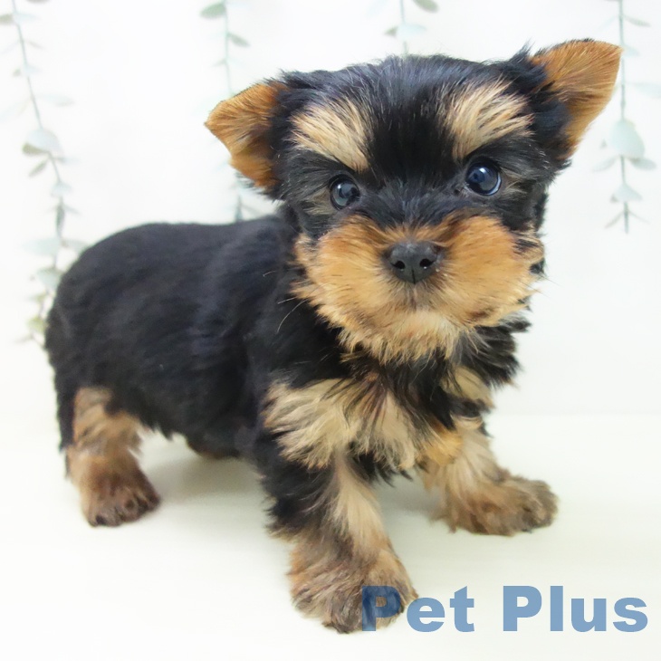 ヨークシャー・テリア