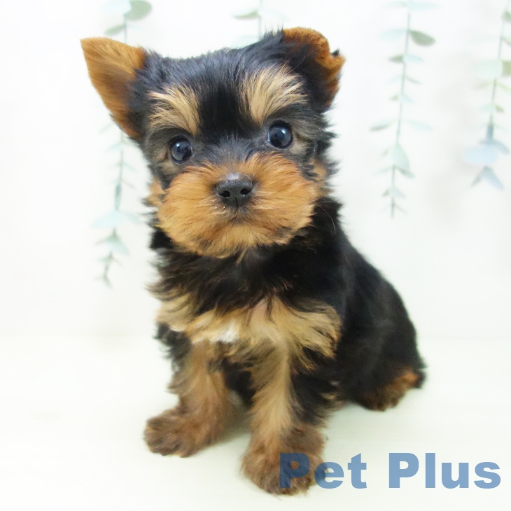 ヨークシャー・テリアの写真2