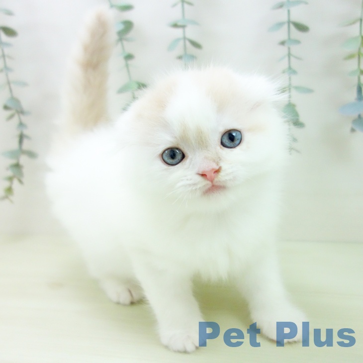 スコティッシュフォールド