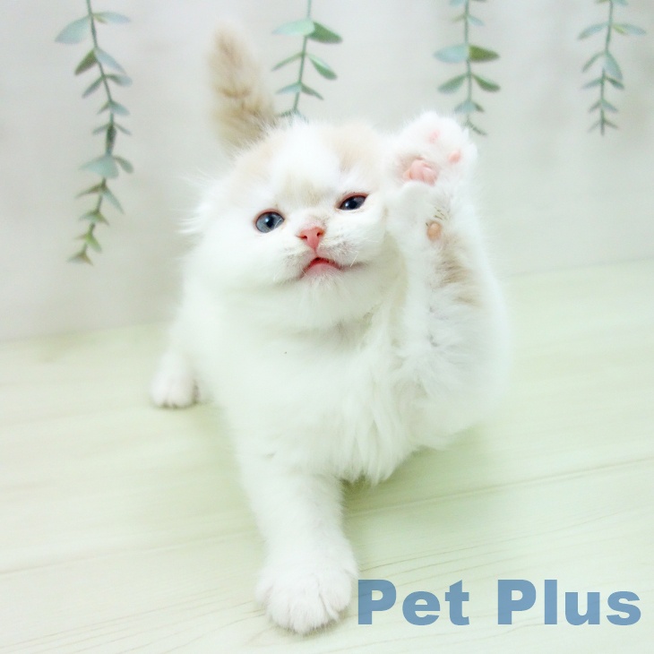 スコティッシュフォールドの写真2