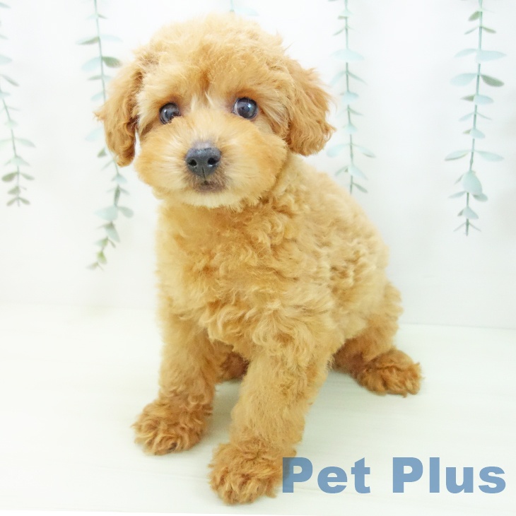 トイ・プードルの写真2