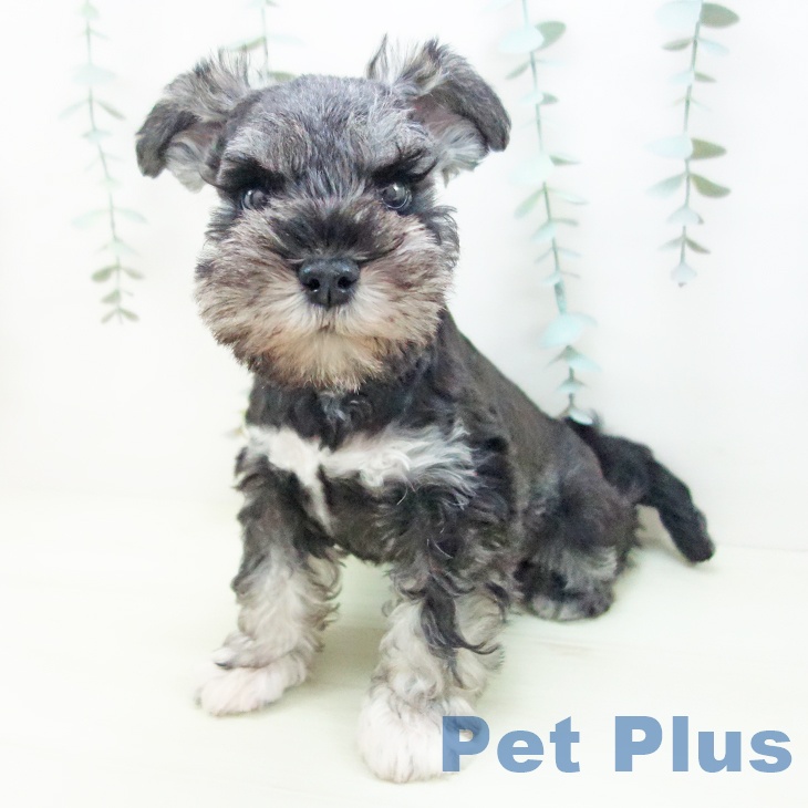 ミニチュア・シュナウザー