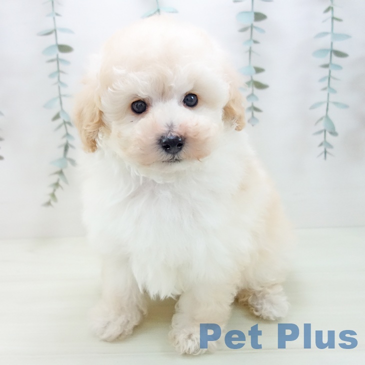 トイ・プードル