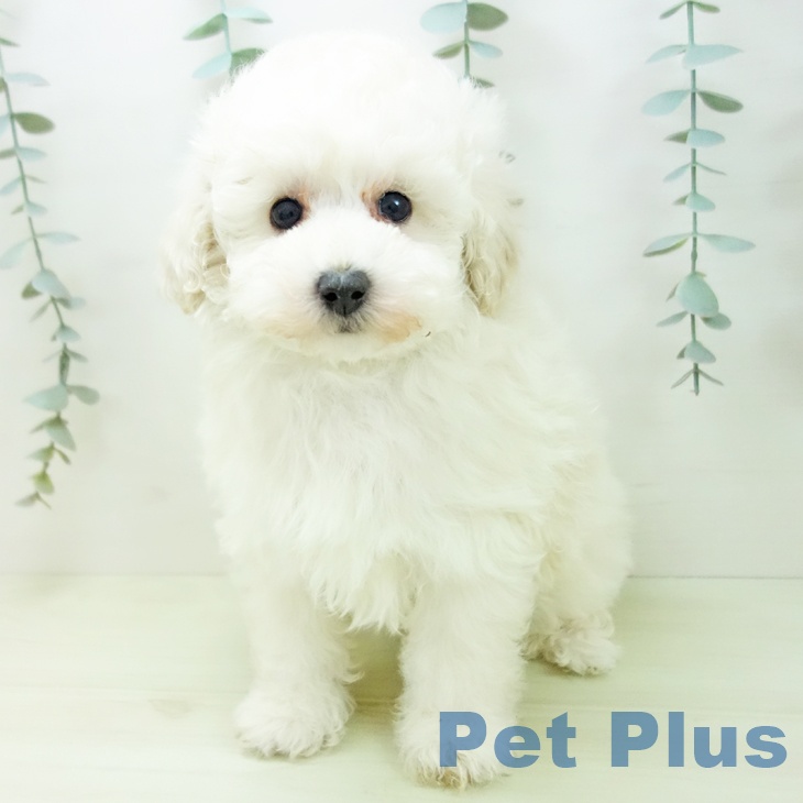 トイ・プードル