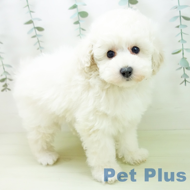 トイ・プードルの写真2