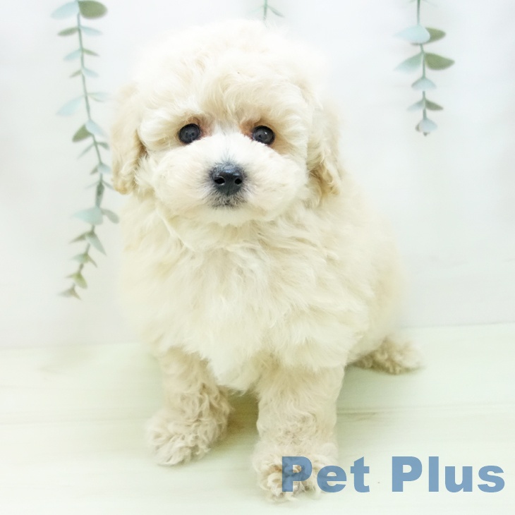 トイ・プードルの写真2