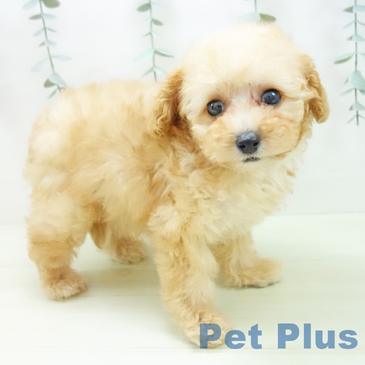 トイ・プードル